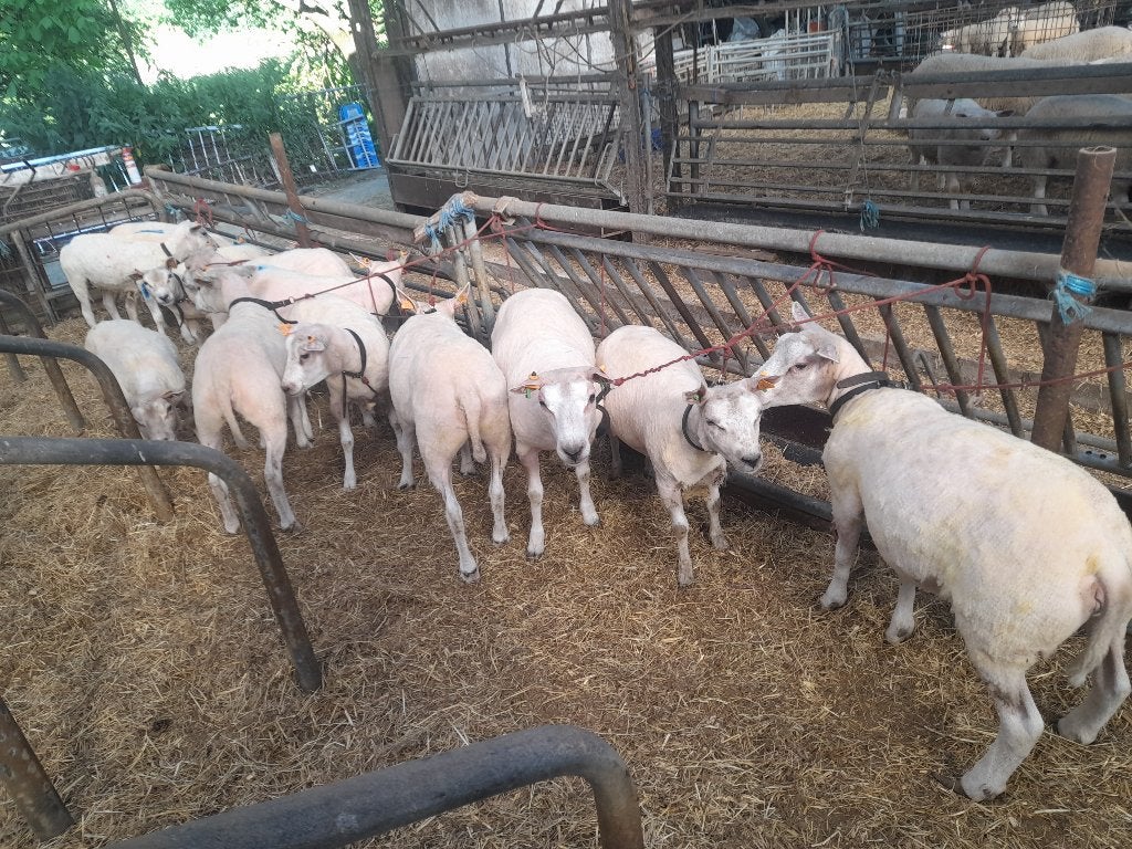 Lot van 6 jaarling ooien, Dieren en Toebehoren, Vrouwelijk, Schaap, 0 tot 2 jaar
