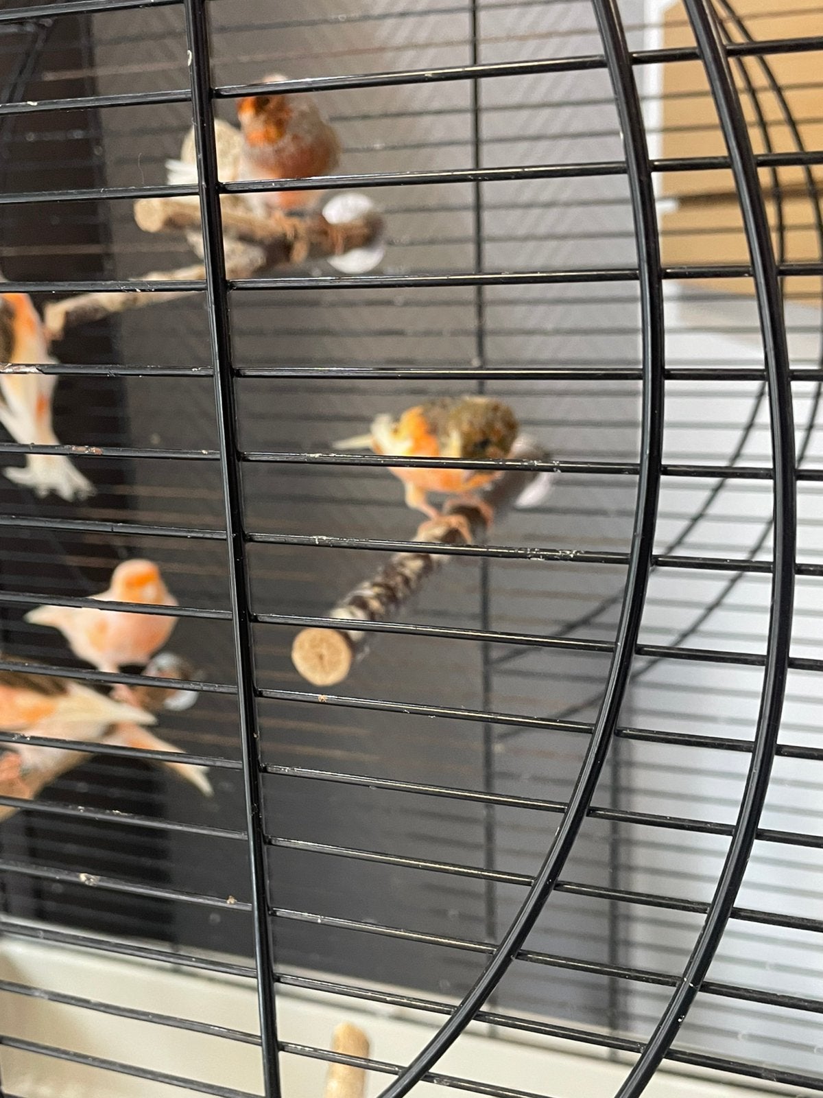 Canari arlequin, Animaux & Accessoires
