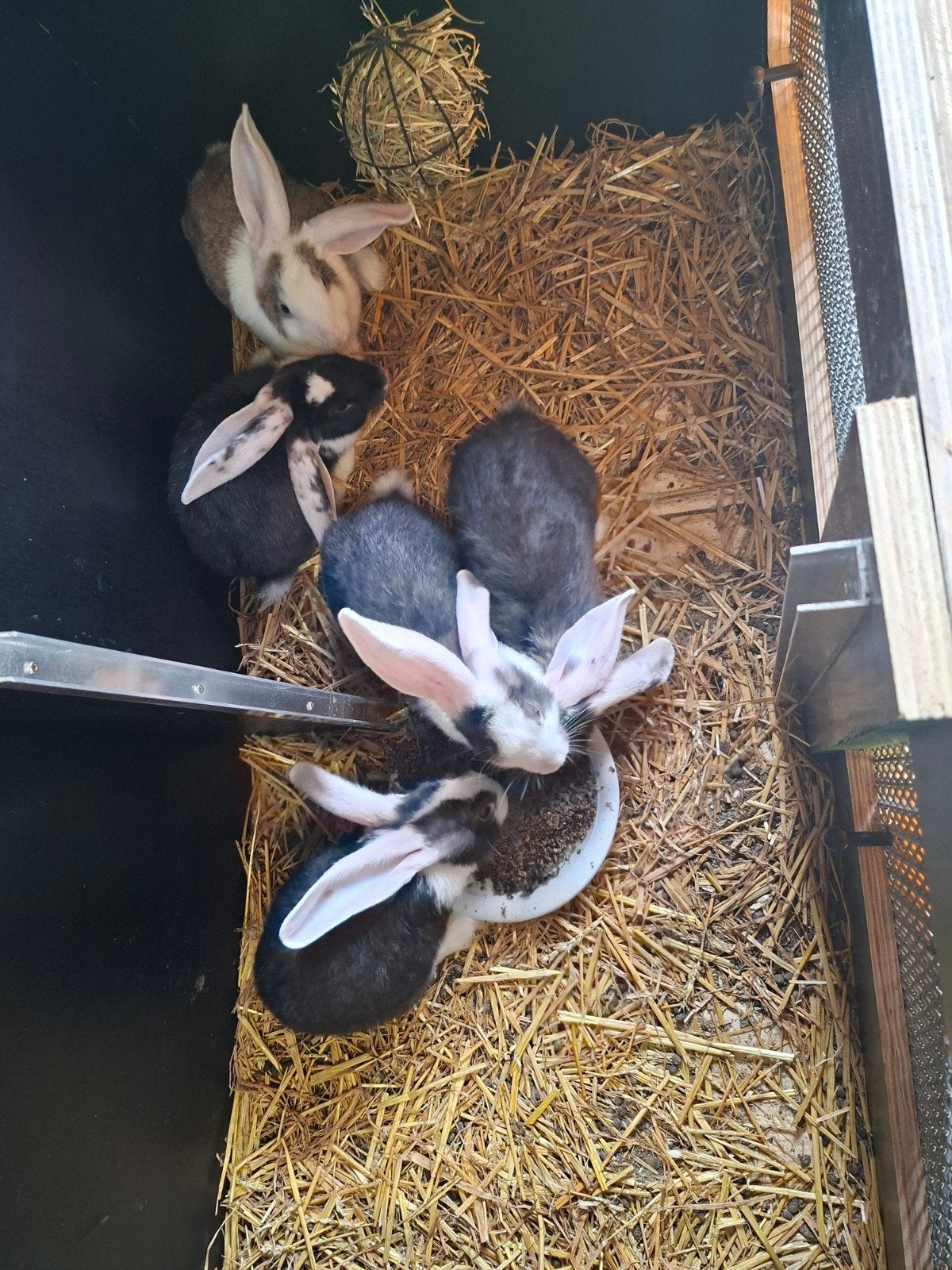 Mooie duitse reuzen rammelaars, Dieren en Toebehoren, Overige Dieren, Mei, Mannelijk