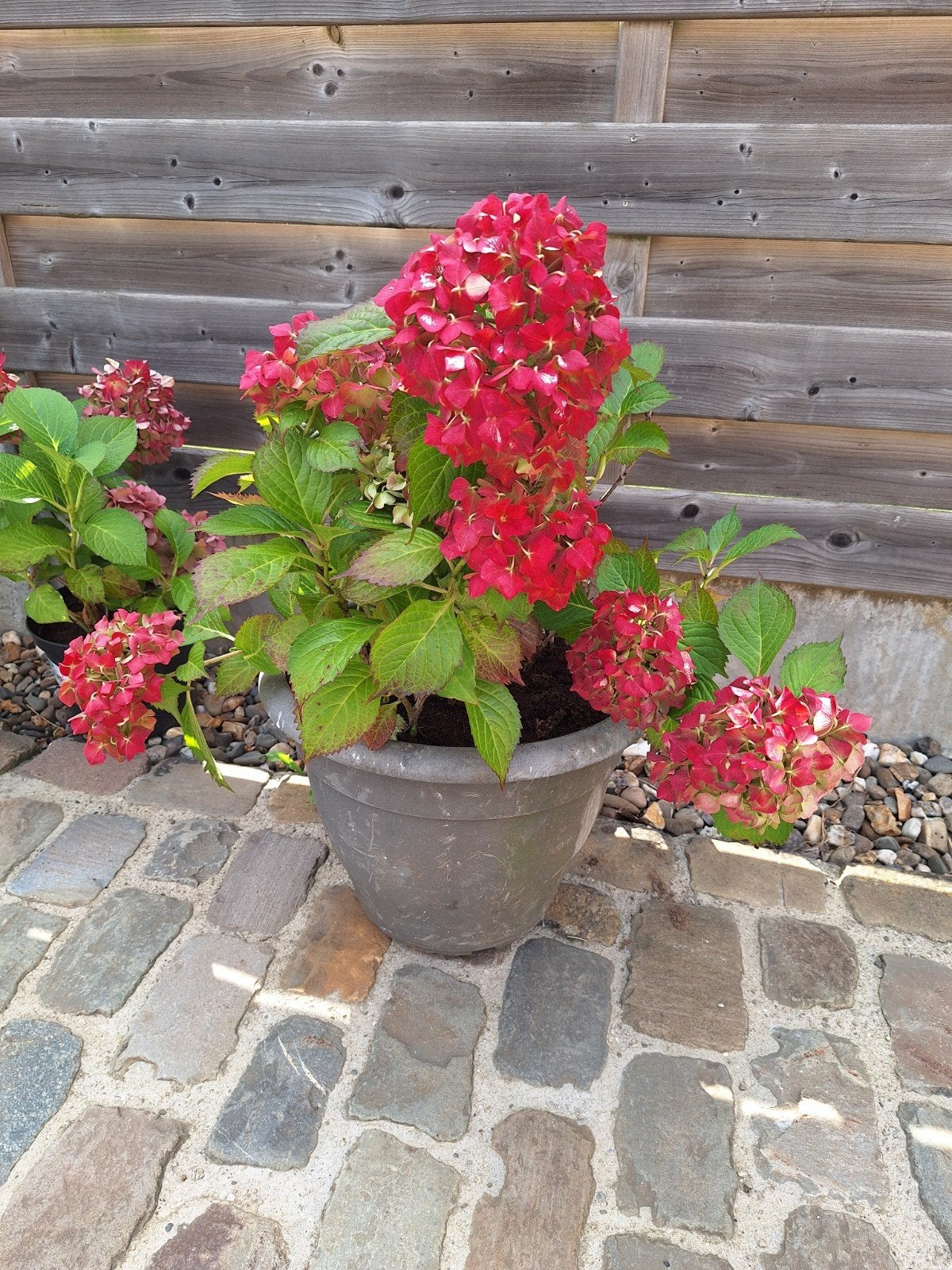 Hortensia's, Ophalen