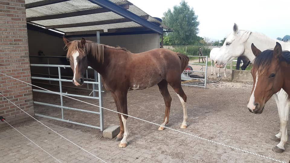 Arabisch volbloed 7jaar oud. Recreatie en gezelschapspaard, Dieren en Toebehoren, Minder dan 160 cm, Met stamboom, Ruin, Zadelmak