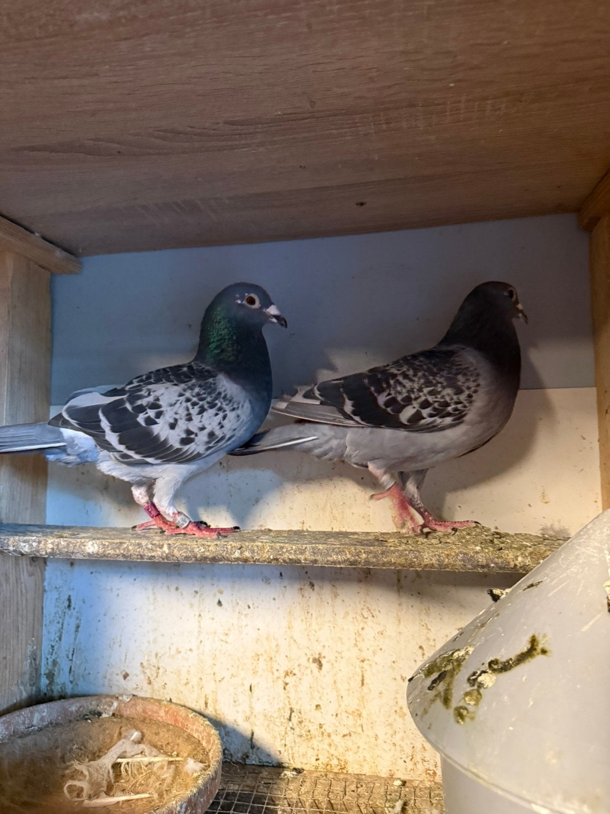 Bosduiven, Dieren en Toebehoren, Vogels | Duiven, Meerdere dieren