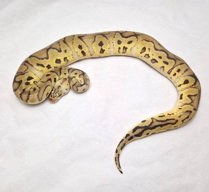 Pastel Clown het Pied koningspython man Ball Python - male for sale from jurgen