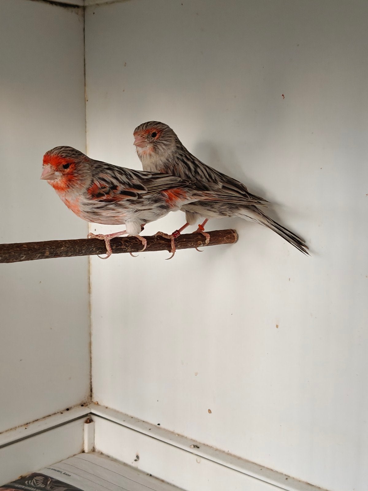 koppel agaat rood mozaiek kanaries + jong, Dieren en Toebehoren, Vogels | Kanaries, Meerdere dieren, Kleurkanarie