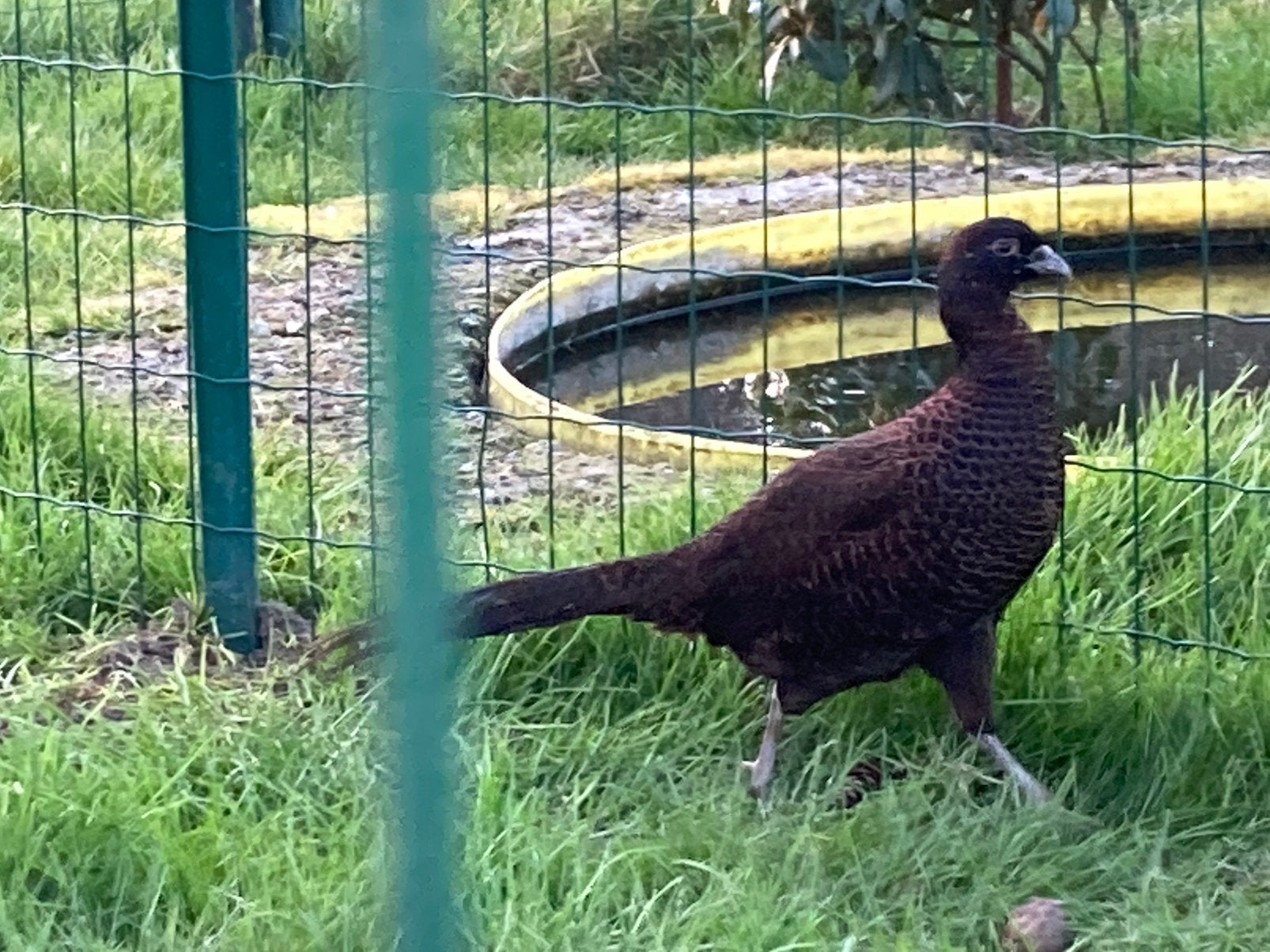 Zwarte fazanten, Dieren en Toebehoren, Vrouwelijk, Overige soorten