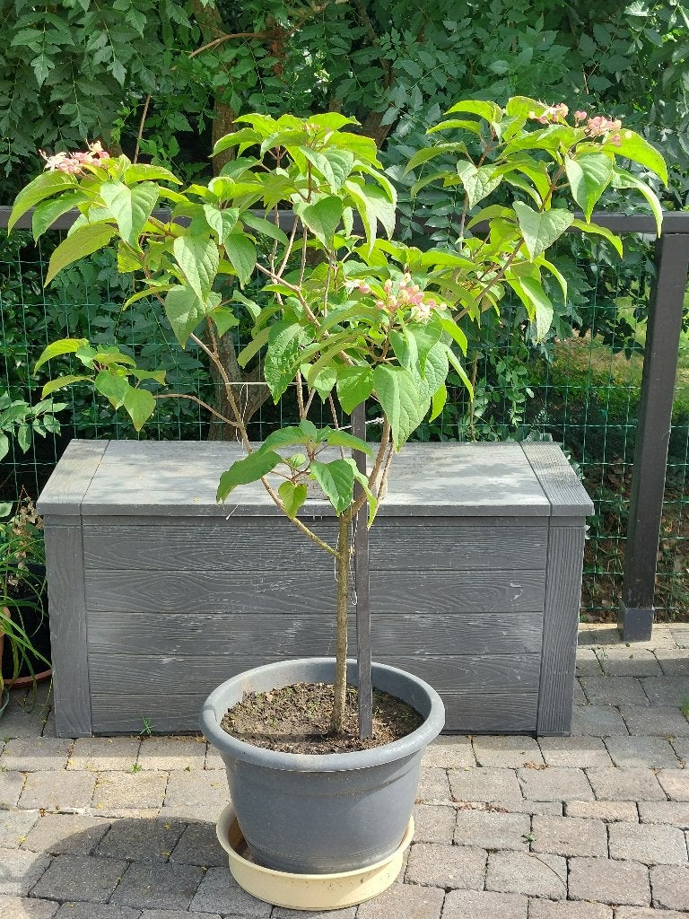 Clerodendron trichotomum - geestelijkenboom, Tuin en Terras, Planten | Bomen, Overige soorten, 100 tot 250 cm, Zomer, Ophalen