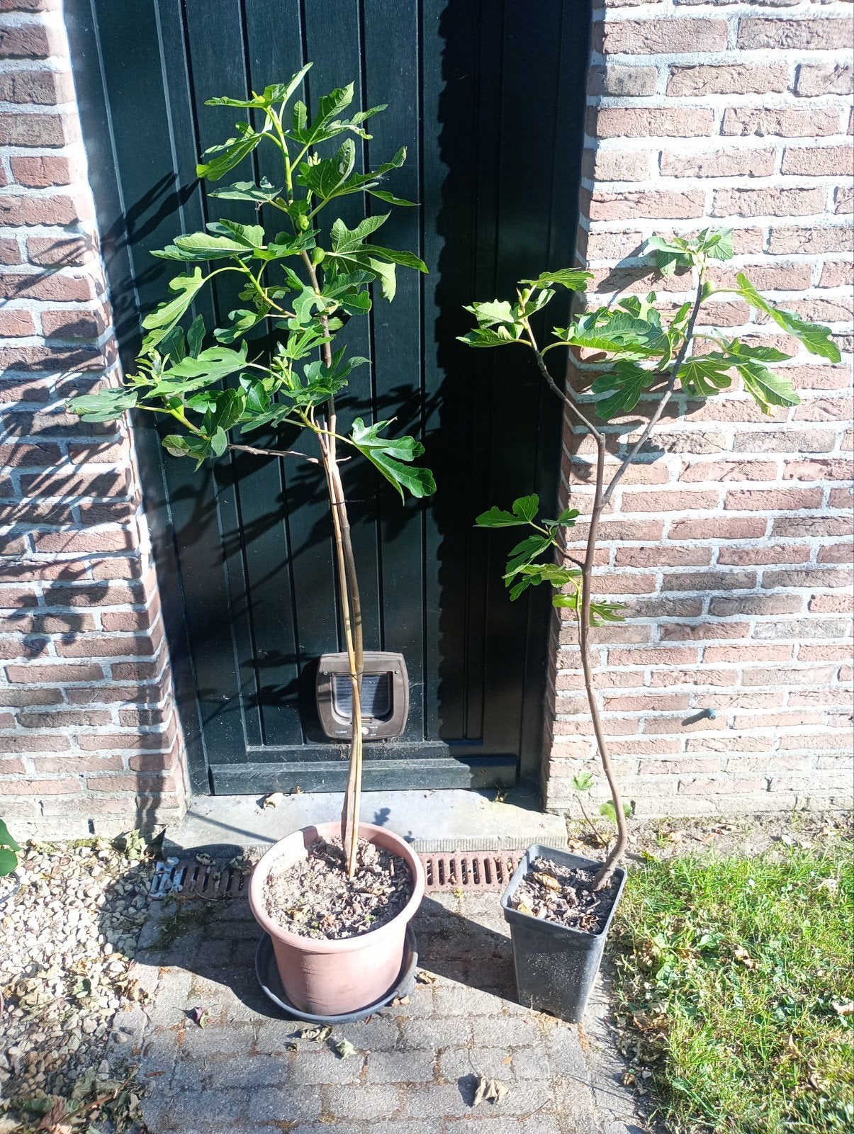Vijgenbomen in pot +1.5m hoog, Tuin en Terras, Planten | Bomen, Ophalen, In pot