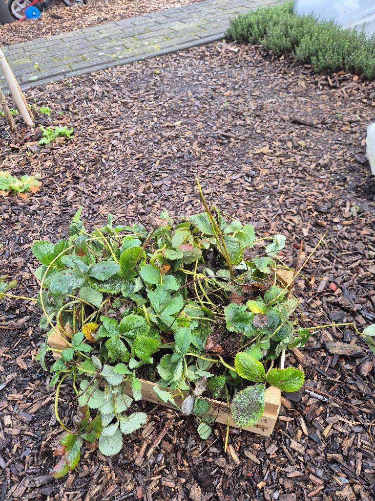 Aarbei planten bak van 100 stuks met verschilde soorten, Tuin en Terras, Ophalen, Volle zon, Vaste plant, Zomer
