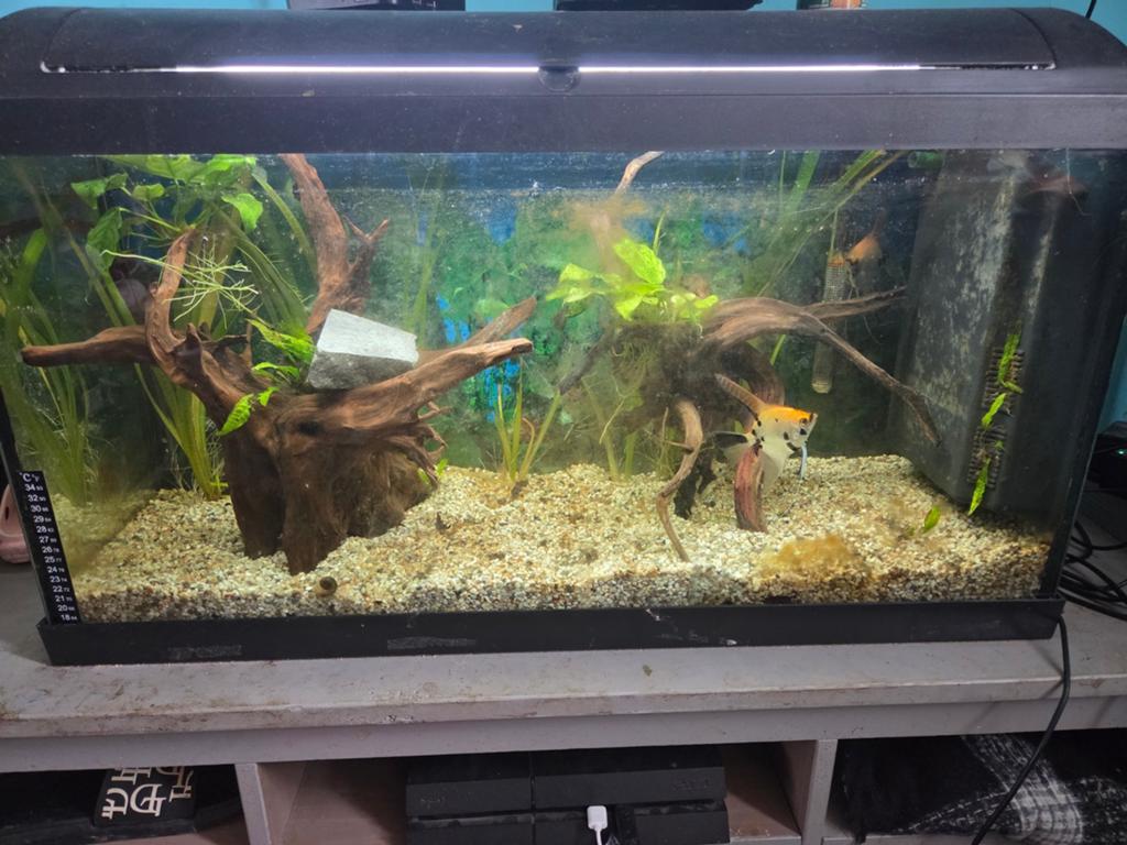 Aquarium, Ophalen