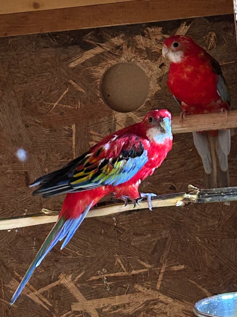 Opaline Rosella kweekkoppel, Plusieurs animaux, Perruche, Bagué