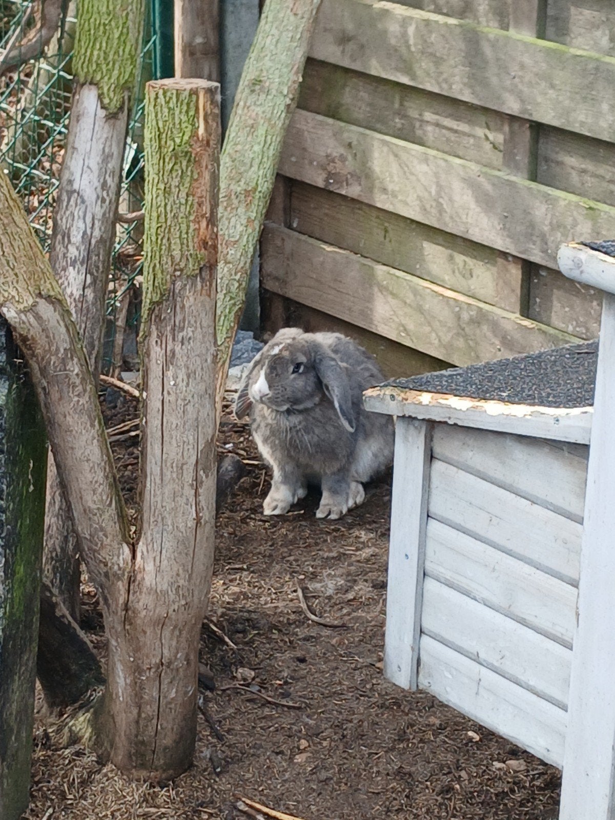franse hangooren, Dieren en Toebehoren, Hangoor