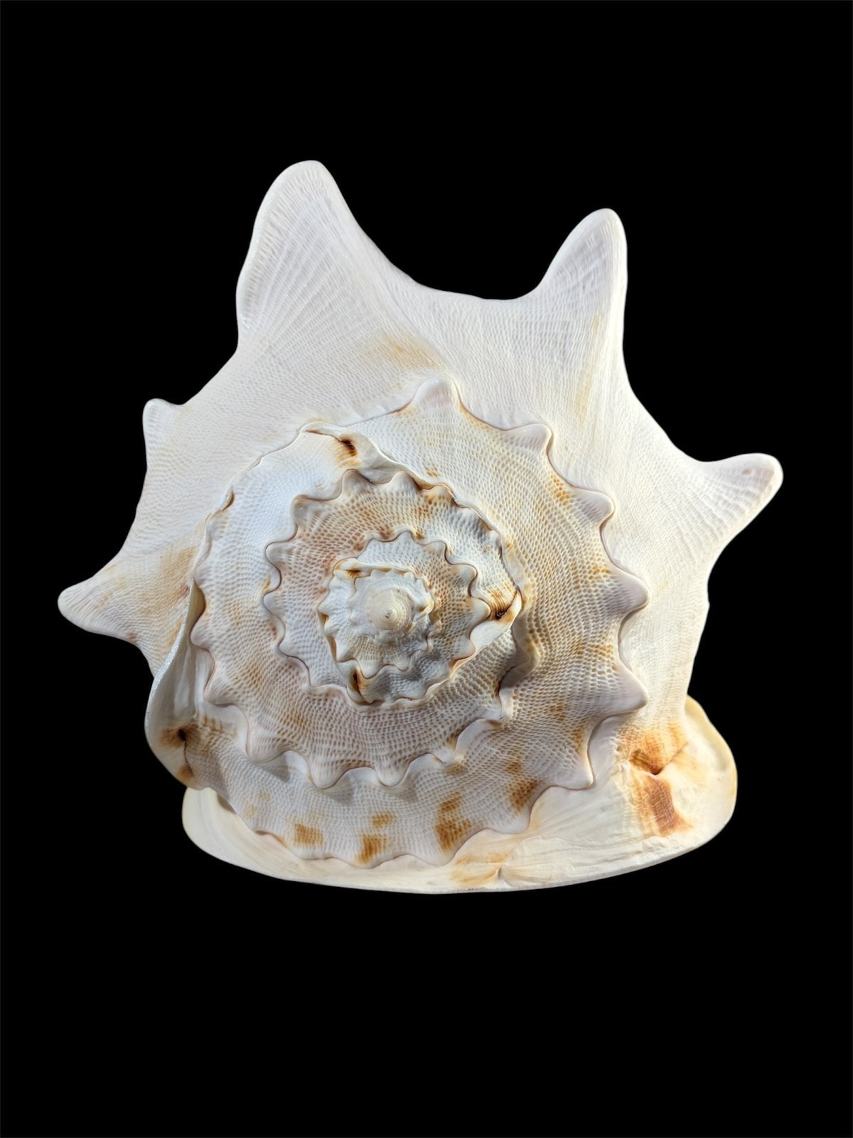 Grote Cassis cornuta schelp (hoorntjeshelm)– 22 x 20 cm, Verzamelen, Ophalen, Schelp(en)