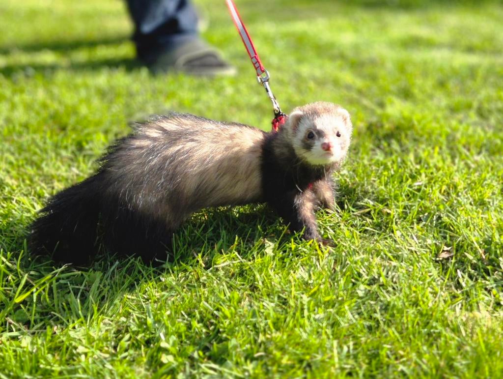 Schattige babyfretjes beschikbaar voor reservatie!, Dieren en Toebehoren, Fret, April, Meerdere dieren, Tam