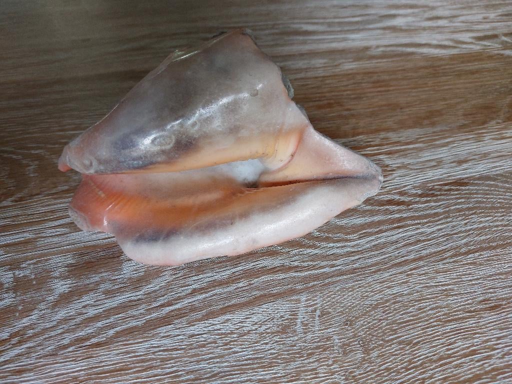 Schelp vleugelhoornzeeschelp, Ophalen of Verzenden, Zo goed als nieuw, Overige soorten, Overige typen
