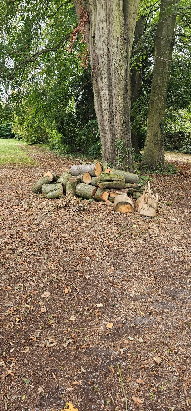 Gros lot de bois de tilleul à vendre, 6 m³ ou plus, Enlèvement, Autres essences de bois, Bûches