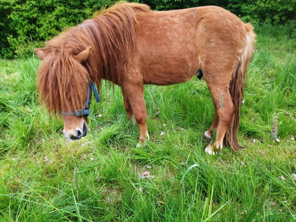 IJslander mix hengst, Poney C (1.27 m à 1.37m), Vermifugé, Poney de récréation, 3 à 6 ans