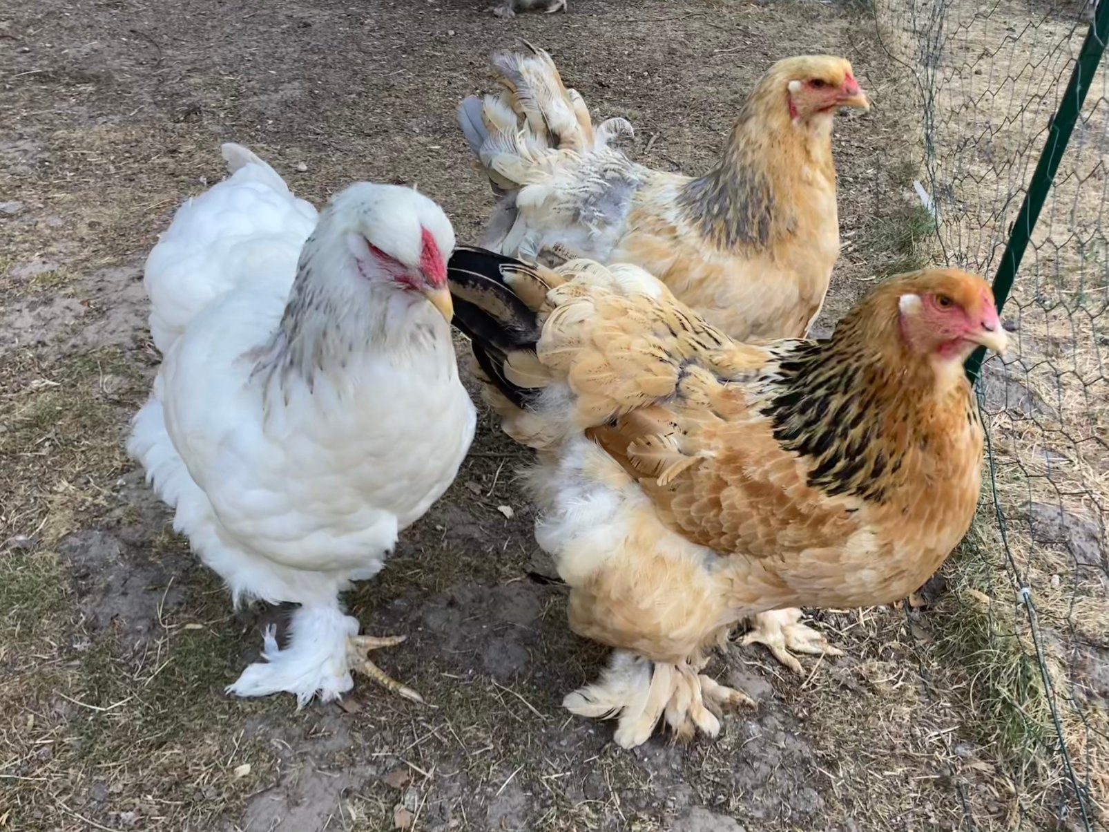 3 brahma hennen, Dieren en Toebehoren, Pluimvee, Kip
