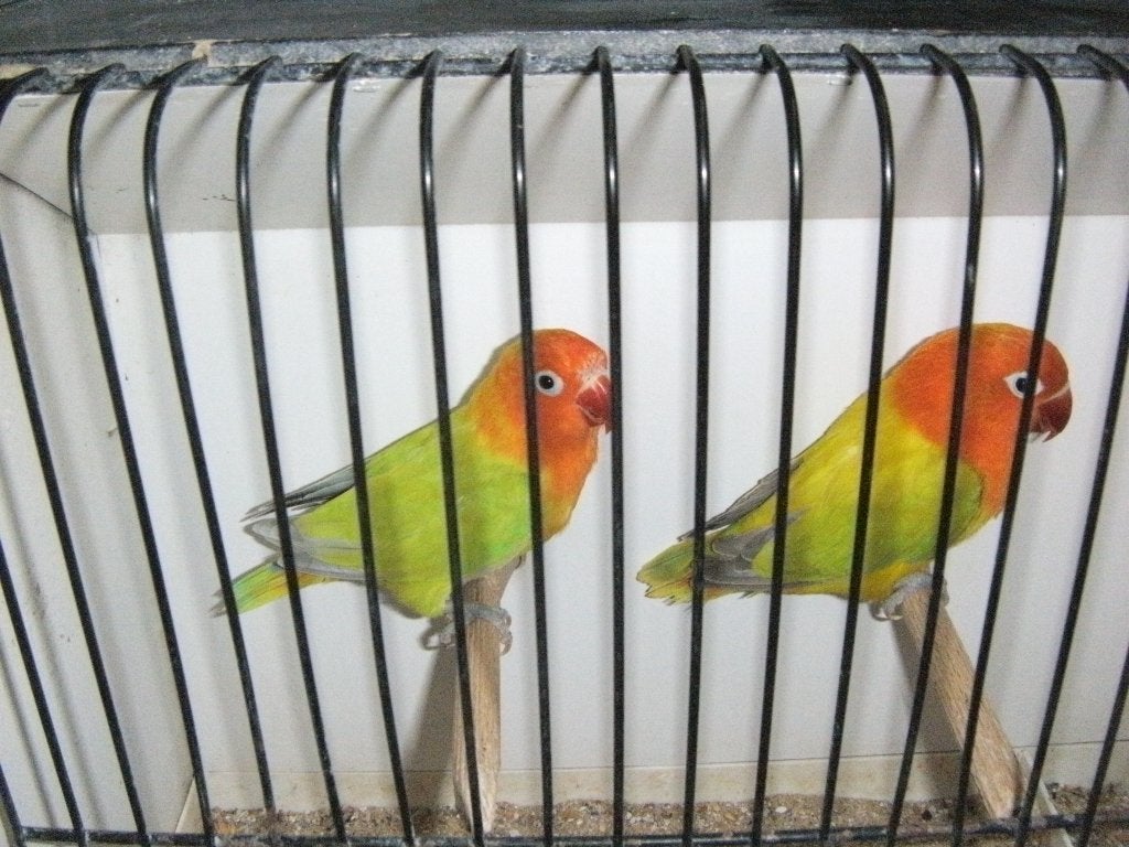 Fischeri, Dieren en Toebehoren, Dwergpapegaai of Agapornis, Geringd