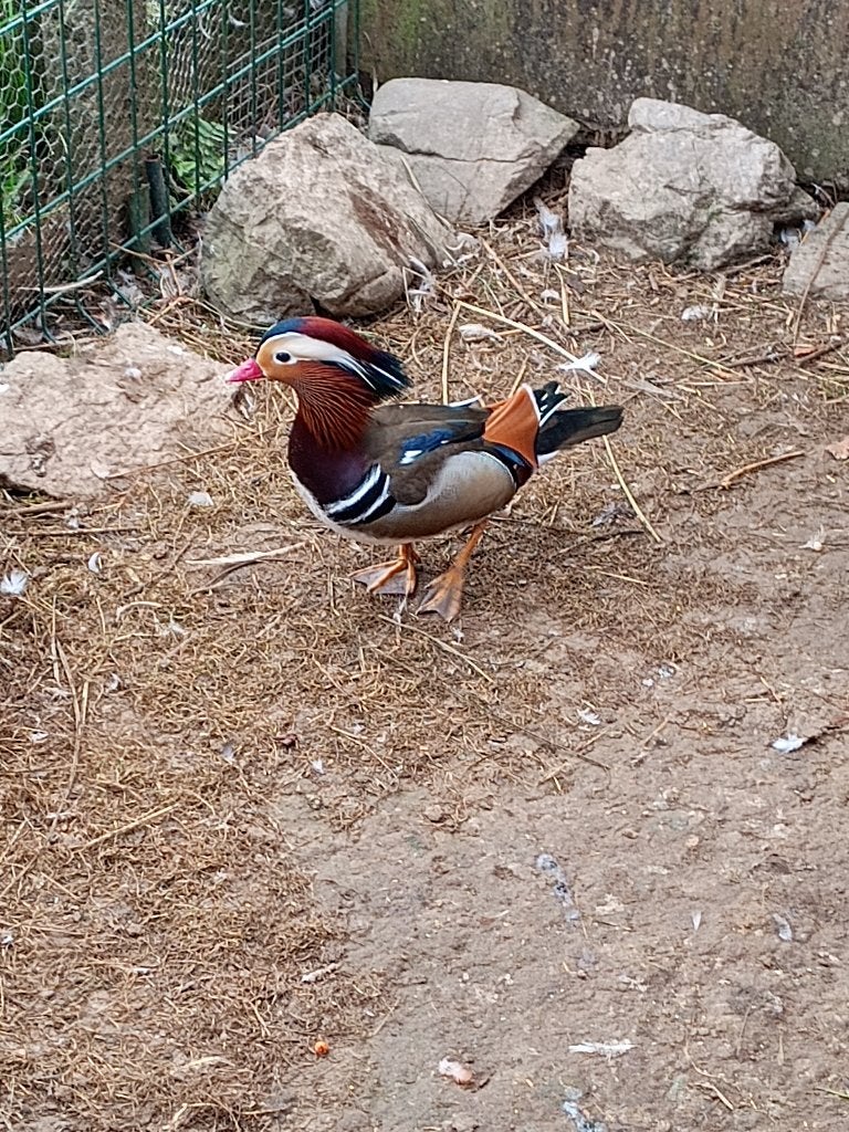 Mandarijneenden - wildkleur., Animaux & Accessoires, Volatiles, Plusieurs animaux, Canard