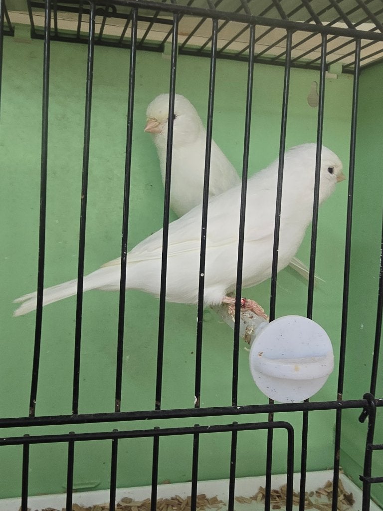 2 witte kanarie, Dieren en Toebehoren, Mannelijk, Kleurkanarie