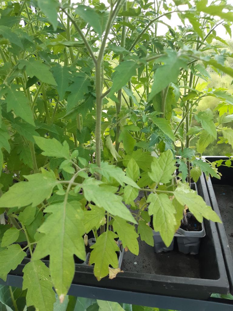 Tomaten, Tuin en Terras, Planten | Tuinplanten, Eenjarig, Groenteplanten, Volle zon, Zomer, Ophalen