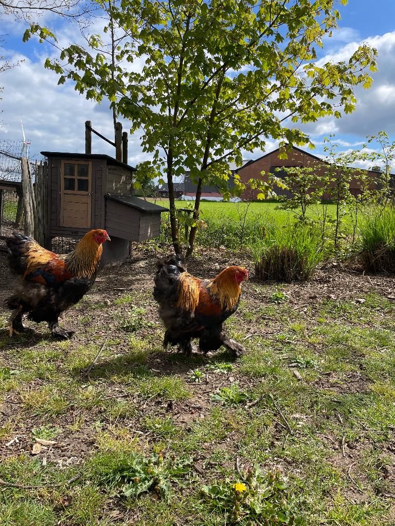 Brahma haan te koop, Mannelijk, Tam