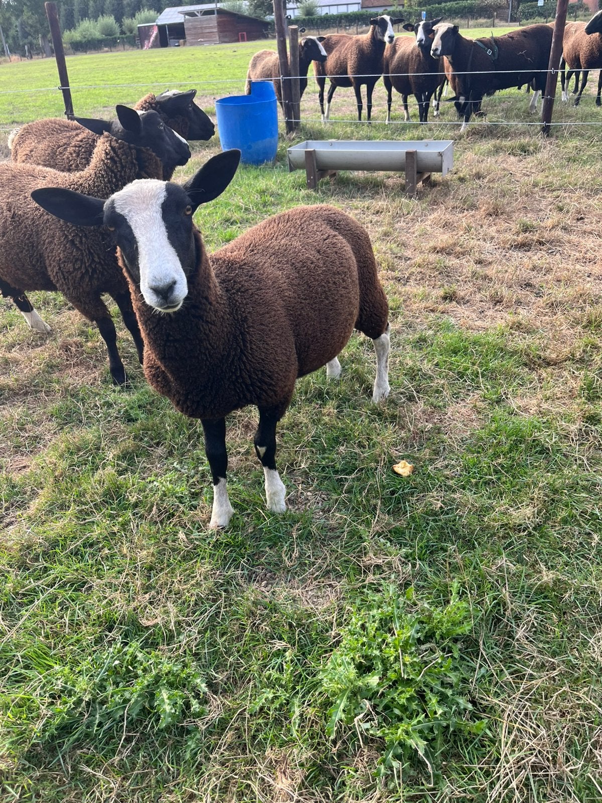 Zwartbles rammen, Dieren en Toebehoren, Schapen, Geiten en Varkens, Mannelijk, Schaap, 0 tot 2 jaar