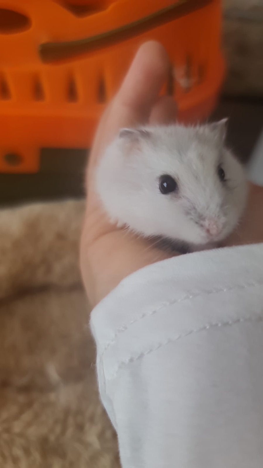 Dwerg hamster, Hamster, Meerdere dieren, Tam, September