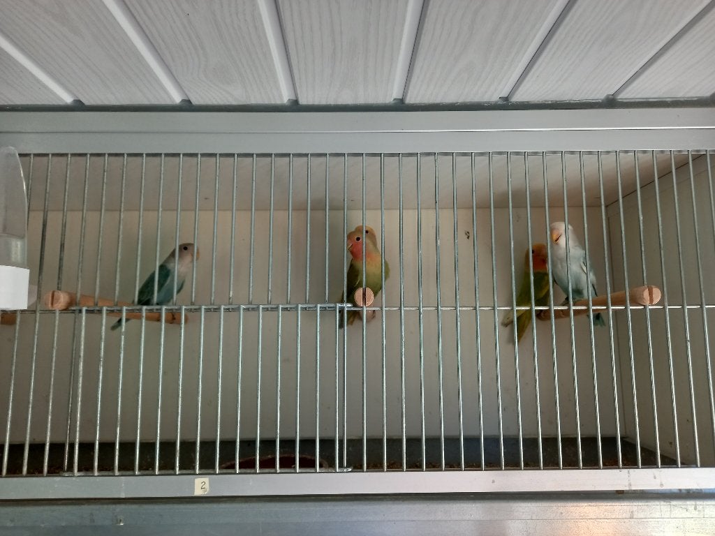Roseicolli's, Animaux & Accessoires, Oiseaux | Perruches & Perroquets, Perroquet nain ou Inséparable, Plusieurs animaux, Bagué