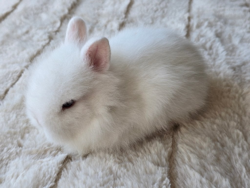 Teddie dwerg konijn ram, Mannelijk, Middelgroot, 0 tot 2 jaar