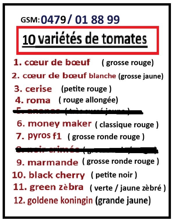 PLANT DE TOMATE, Jardin & Terrasse, Enlèvement, Neuf