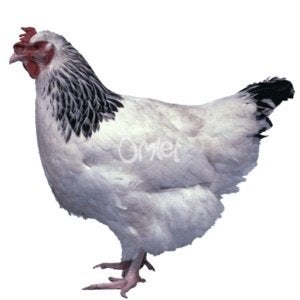 legkippen, Meerdere dieren, Kip