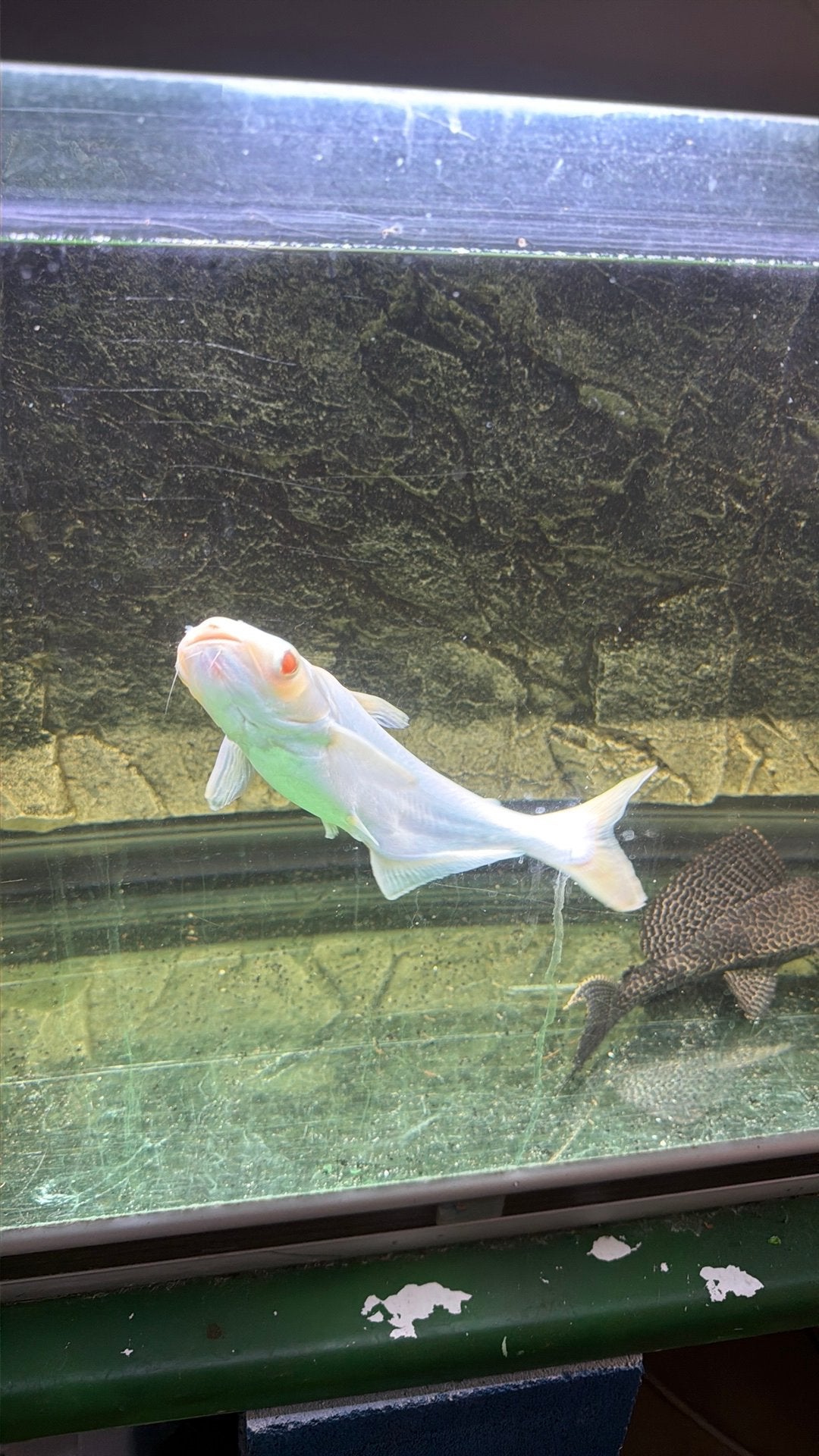 Albino haaien, Dieren en Toebehoren, Ophalen of Verzenden