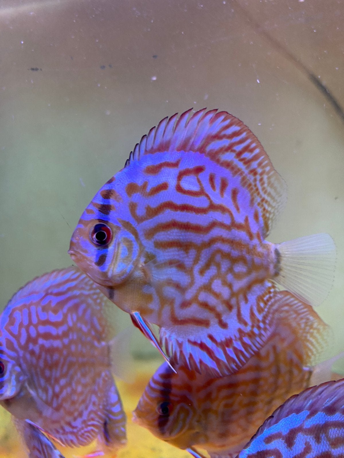 Red Turqois discus vissen, Vis, Zoetwatervis, Schoolvis