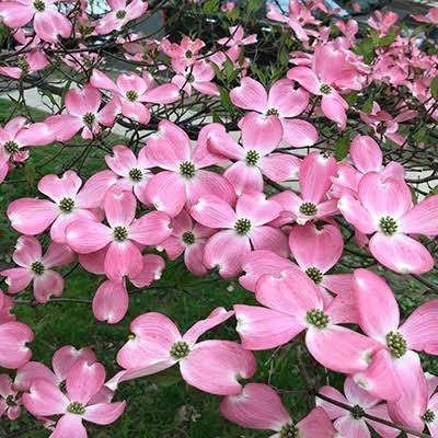 Cornus Satomi, Tuin en Terras, Ophalen, Halfschaduw