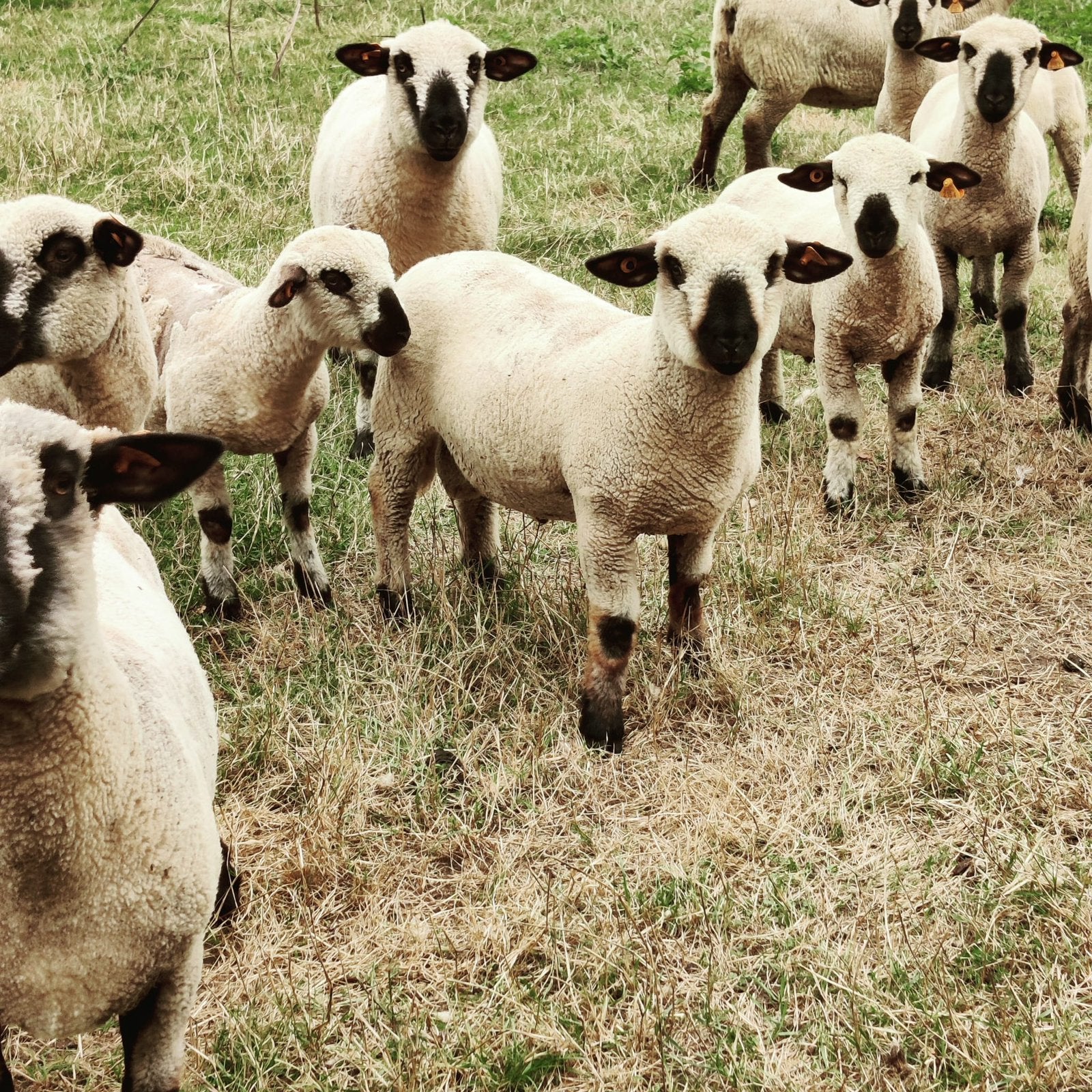 4 Hampshire Down Ramlammeren, Dieren en Toebehoren, Schapen, Geiten en Varkens, Mannelijk, Schaap, 0 tot 2 jaar