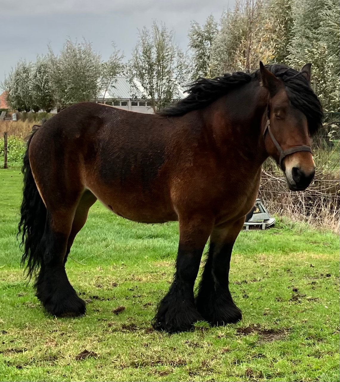 Cheval de trait, Animaux & Accessoires, Avec pedigree, 175 cm ou plus, Non dressé, Jument