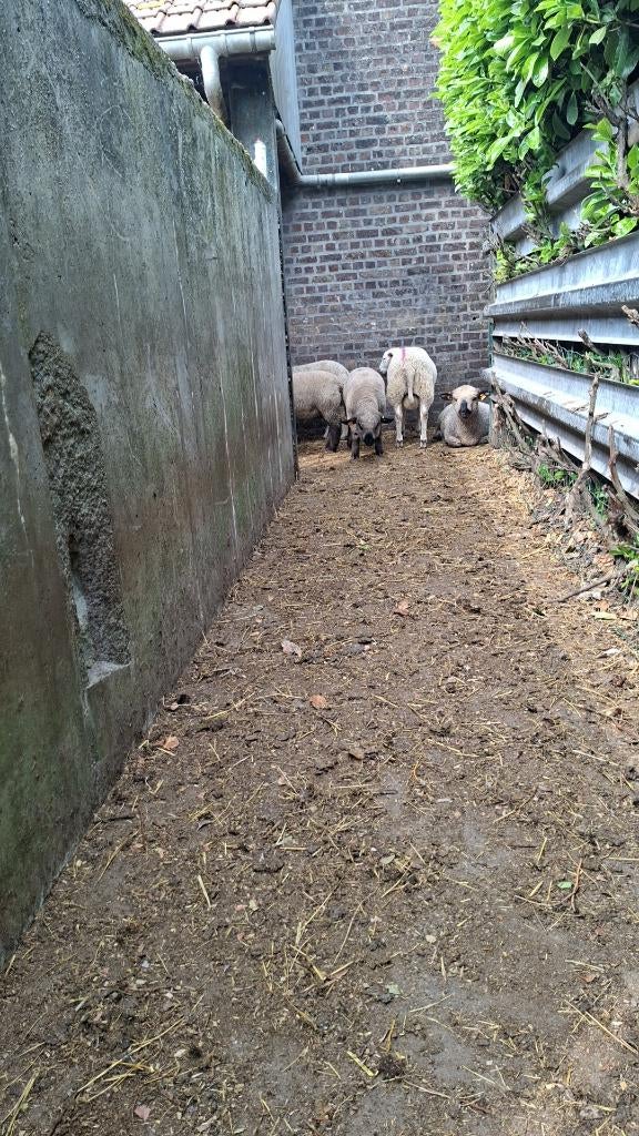 Schapen te koop, Mâle, Mouton, 0 à 2 ans