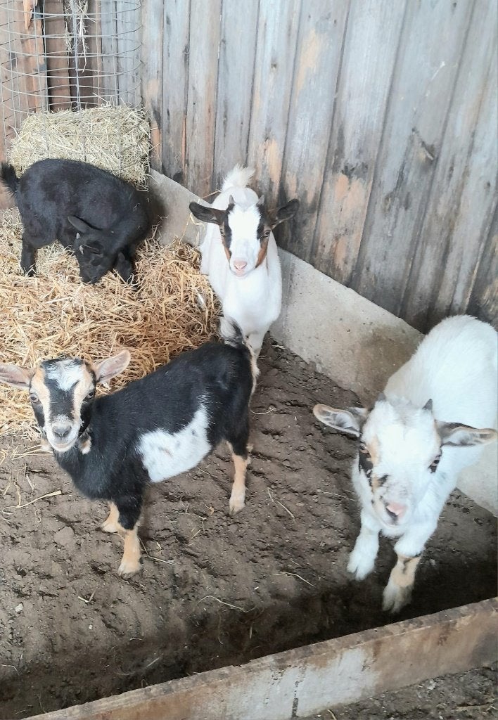 Te koop nog 2 mooie jonge bonte dwerggeitjes. (vrouwtjes), Femelle, Chèvre, 0 à 2 ans