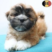 Chiots Lhassa Apso à vendre - petits trésors colorés !, Commerçant, Maladie de Carré (chiens), Autres races, 8 à 15 semaines