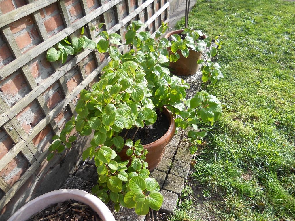 kiwibes, mannelijk, Tuin en Terras, Ophalen
