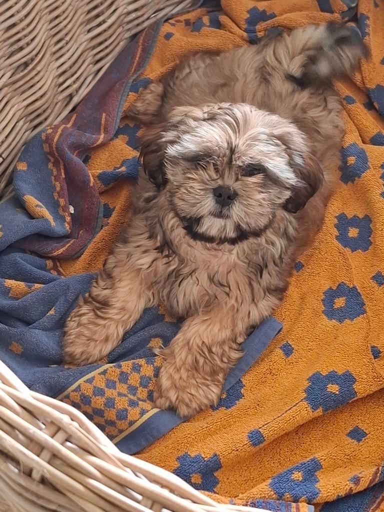 Chiots Shih Tzu, Autres races, Plusieurs, Hépatite contagieuse (maladie de Rubarth), Belgique