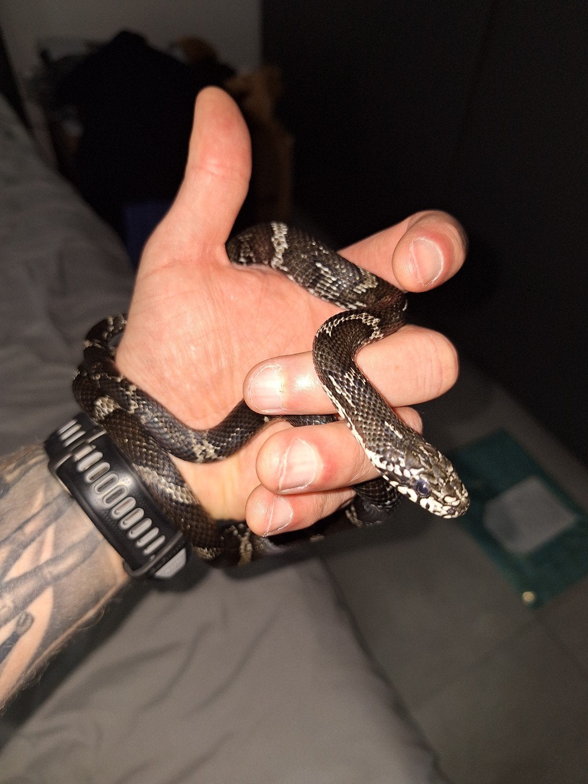 Elaphes Schrenckii, Animaux & Accessoires, Reptiles & Amphibiens, Serpent, 0 à 2 ans