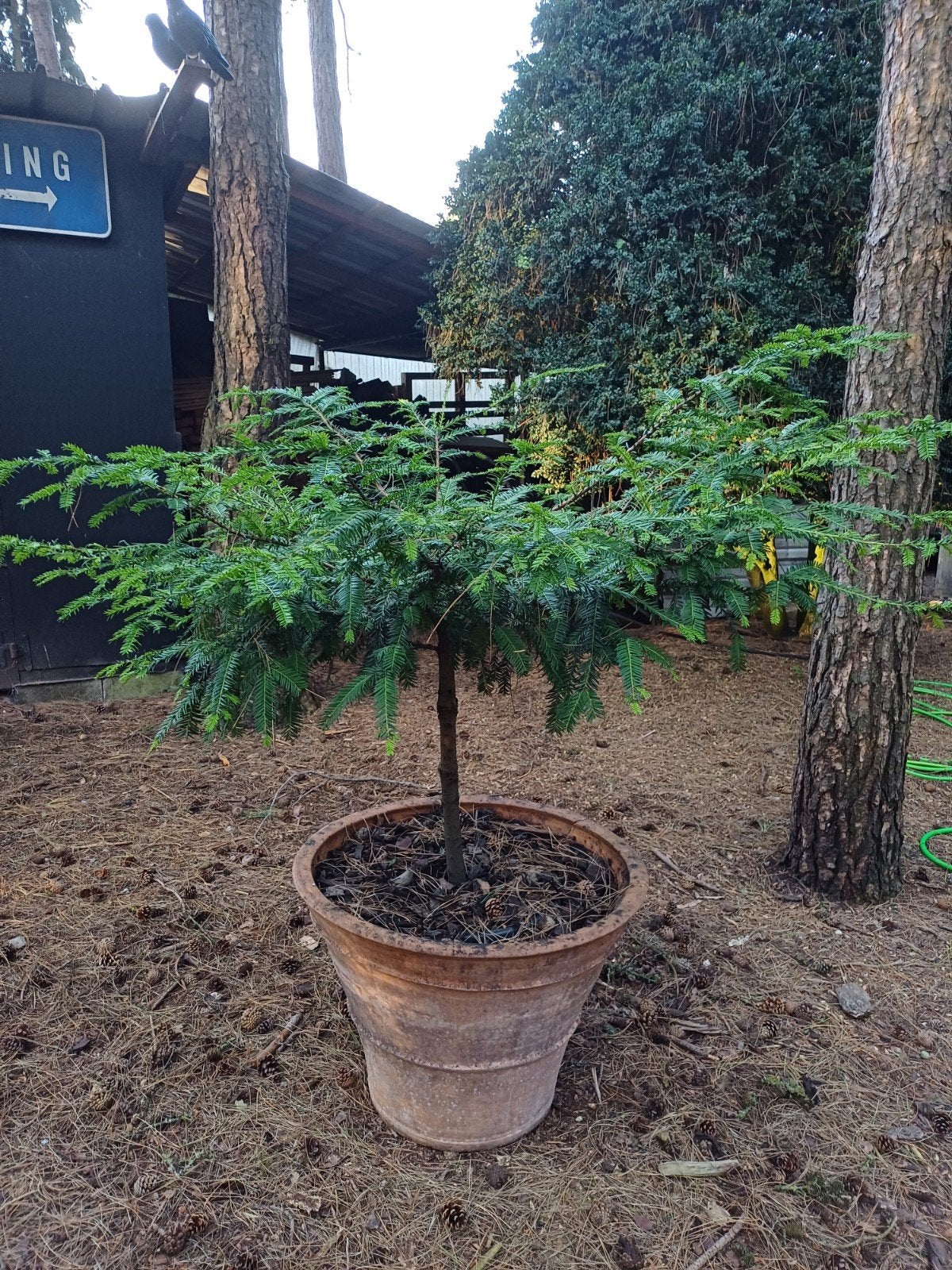 taxus baccata stam, Tuin en Terras, Planten | Bomen, Ophalen