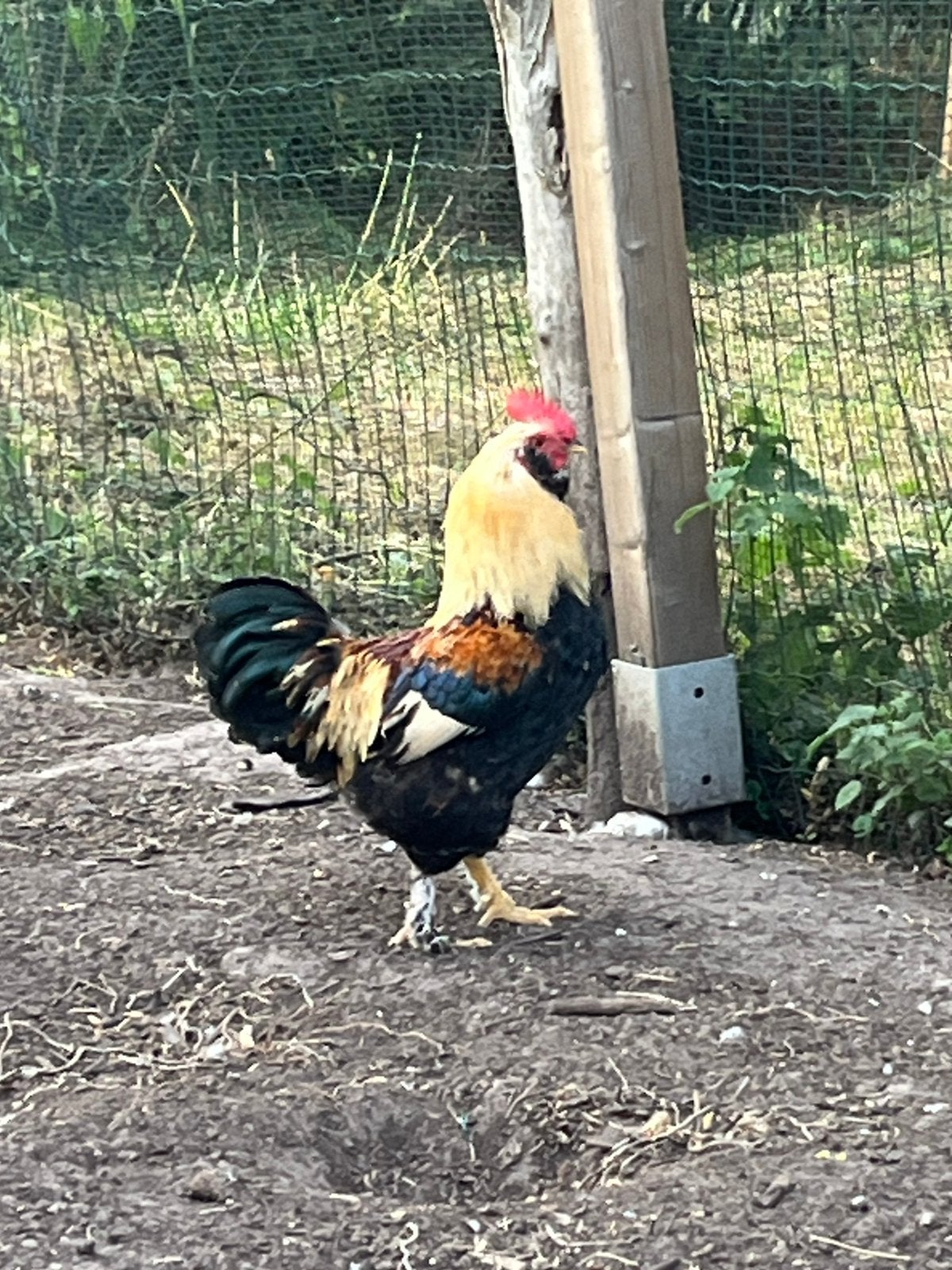 Mooie haan te koop. 1 a 2 jaar., Mâle, Poule ou poulet