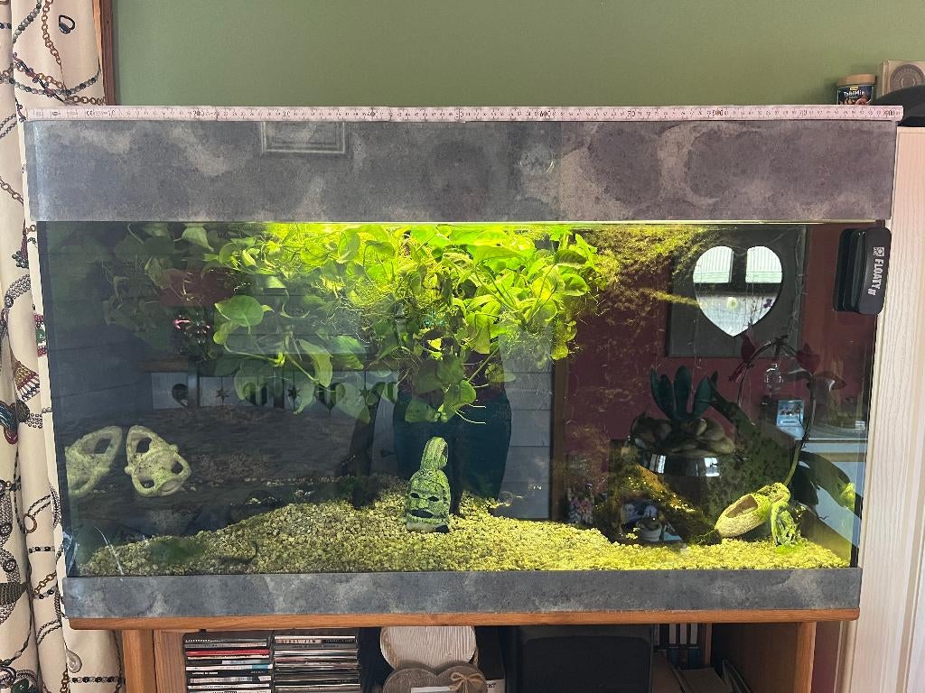 Aquarium de 200 litres et accessoires, Plantes incluses, Aquarium d'eau douce rempli, Enlèvement, Utilisé