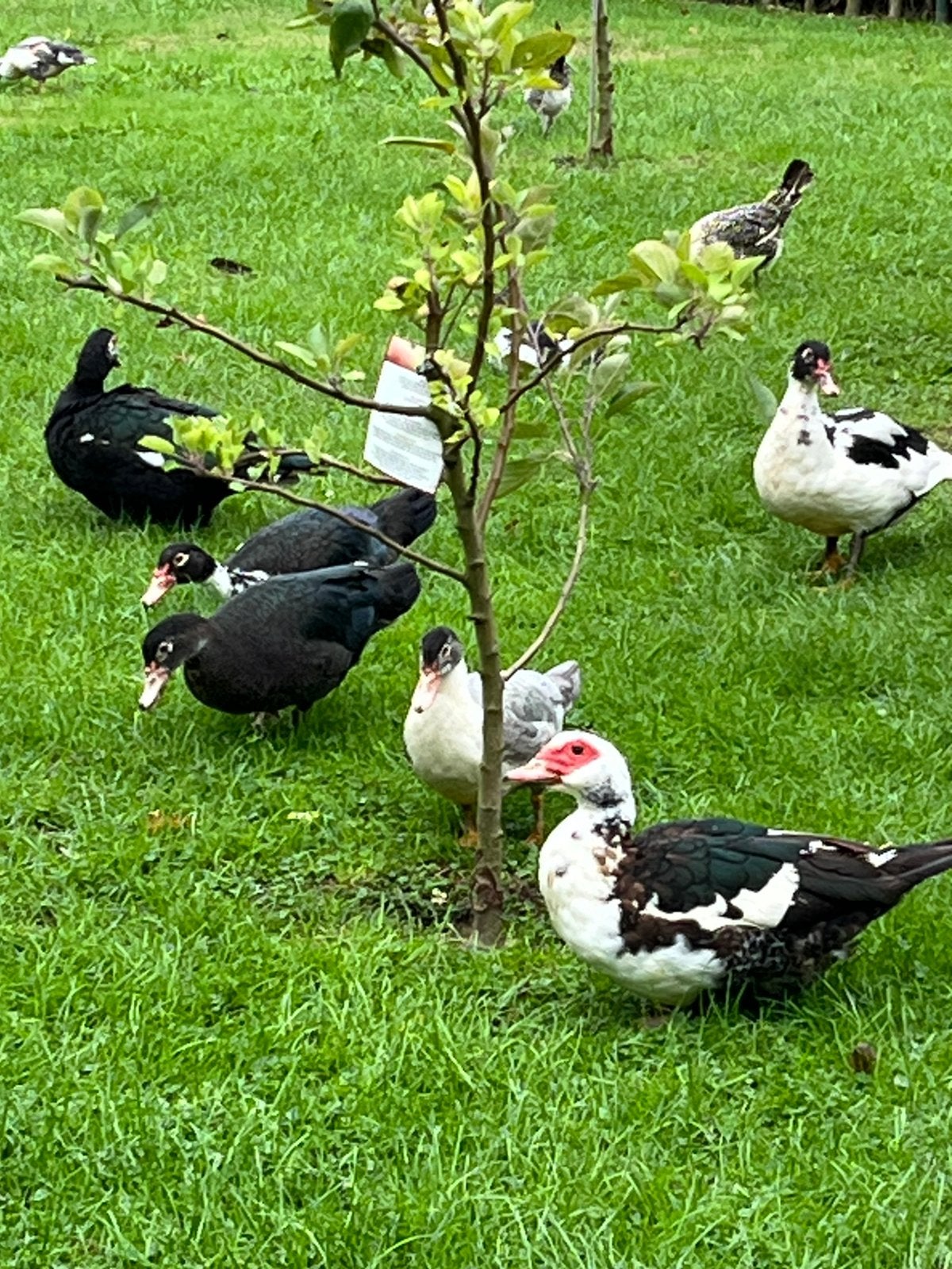 Barberie eenden te koop, Dieren en Toebehoren, Meerdere dieren, Eend
