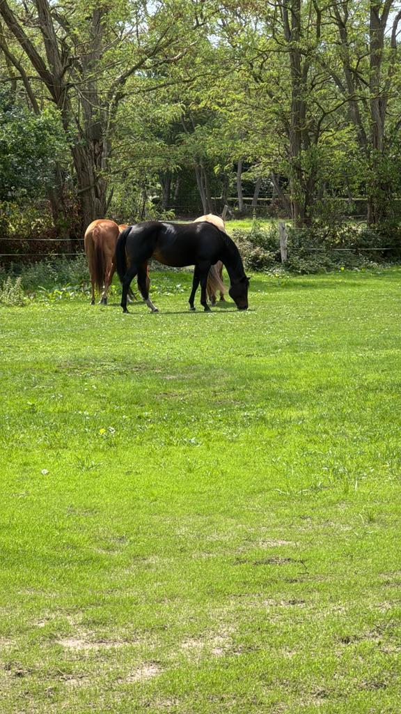 Plaatsen vrij in privestal, Dieren en Toebehoren, Weidegang, 4 paarden of pony's of meer