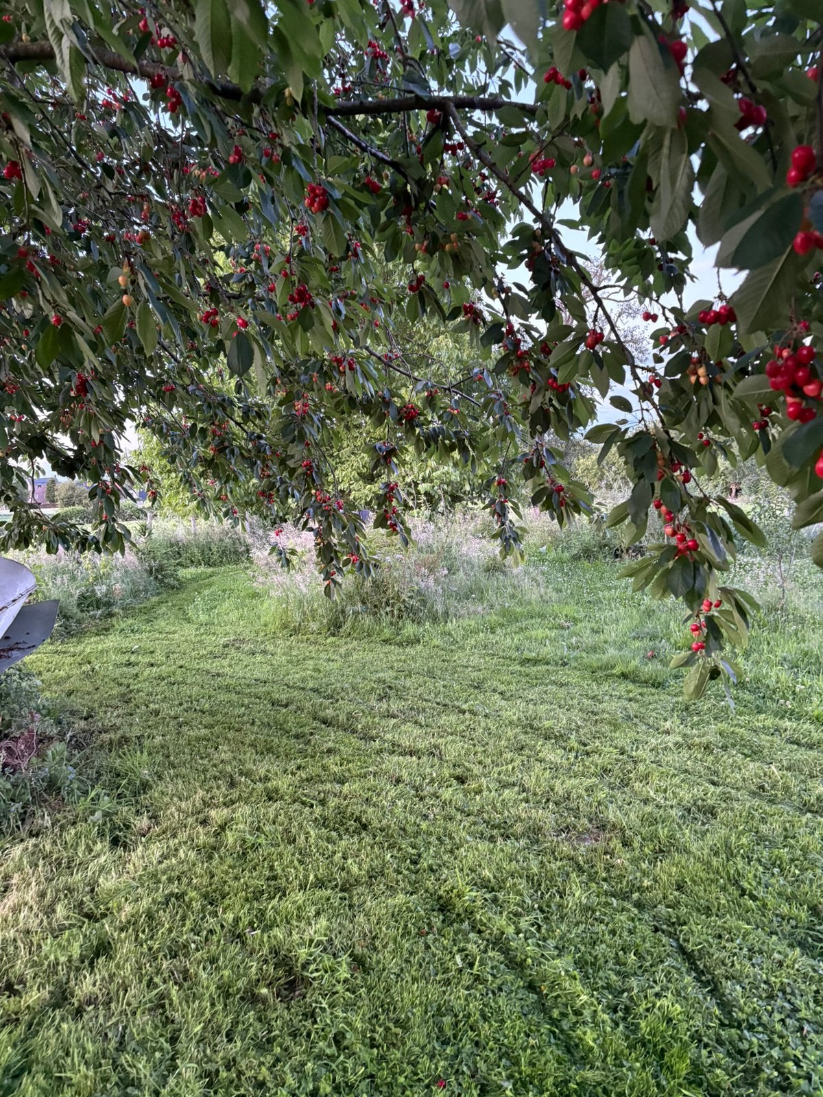 Te koop kersen Riemst geplukt of zelf plukken, Jardin & Terrasse, Plantes | Arbres, Enlèvement
