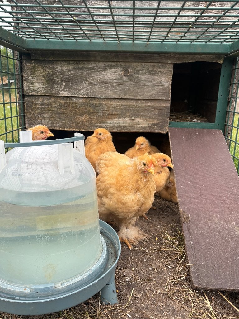 Kuikens Cochin groothoen buff (4 stuks), Dieren en Toebehoren, Pluimvee